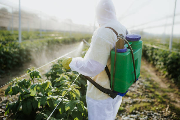 Best Bed Bug Extermination  in North Bay Village, FL
